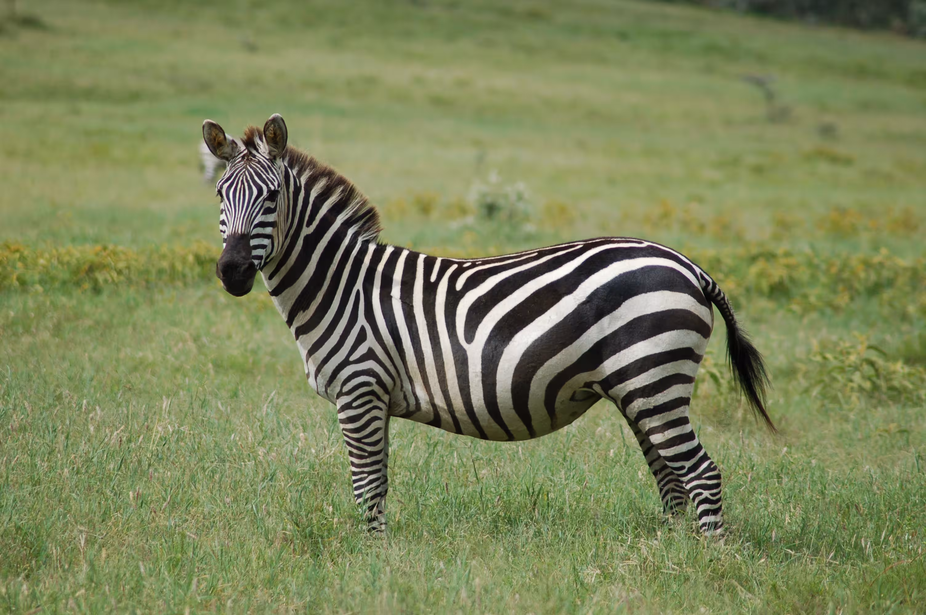 Zebra
